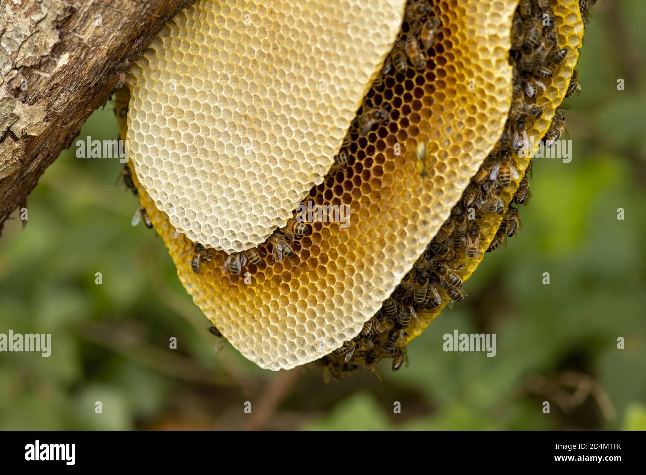 Ruche d'abeilles en nid d'abeille dans un environnement naturel Photo Stock  - Alamy