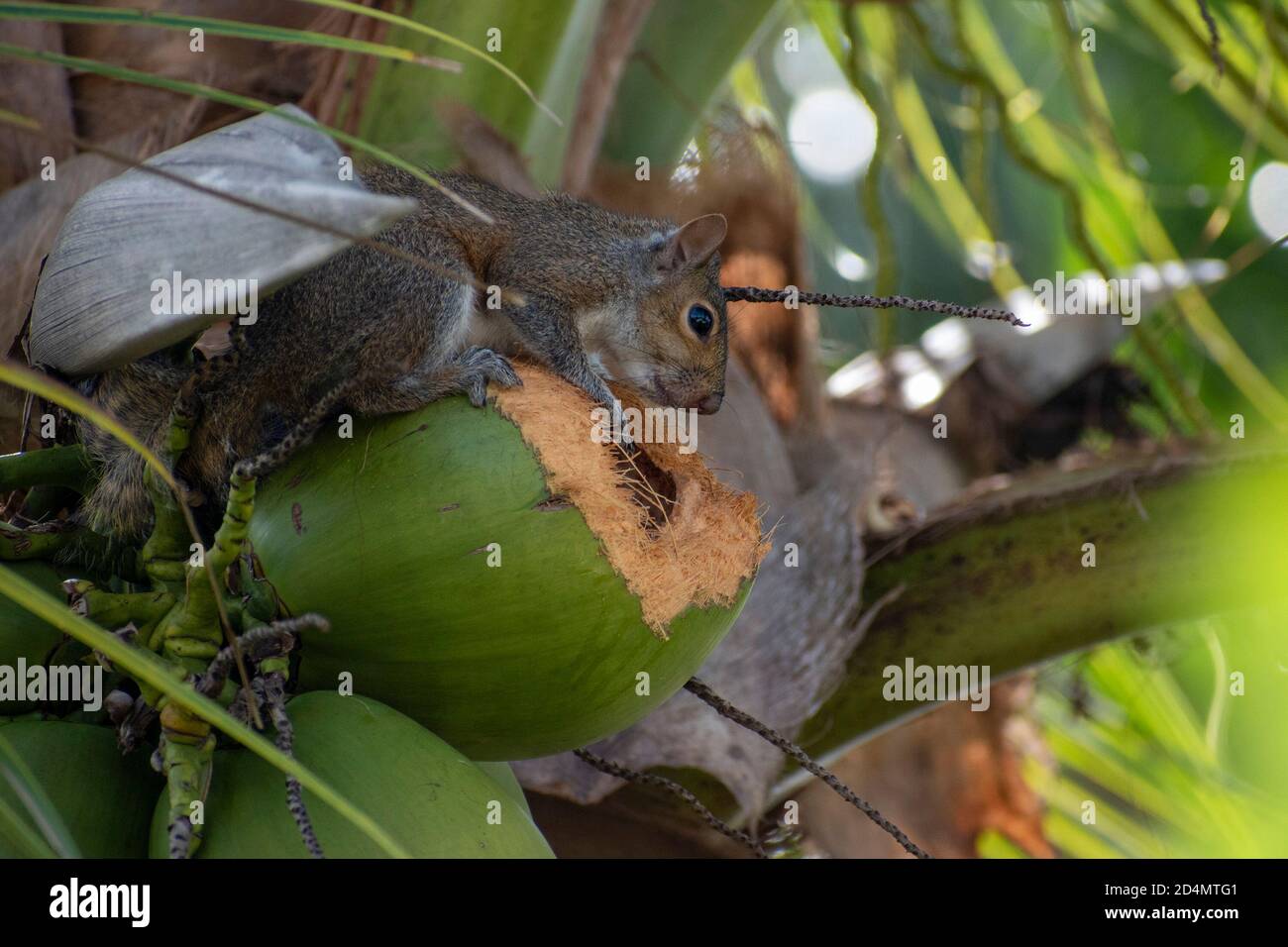 écureuil à la recherche de nourriture à une plante de noix de coco dans notre jardin Banque D'Images