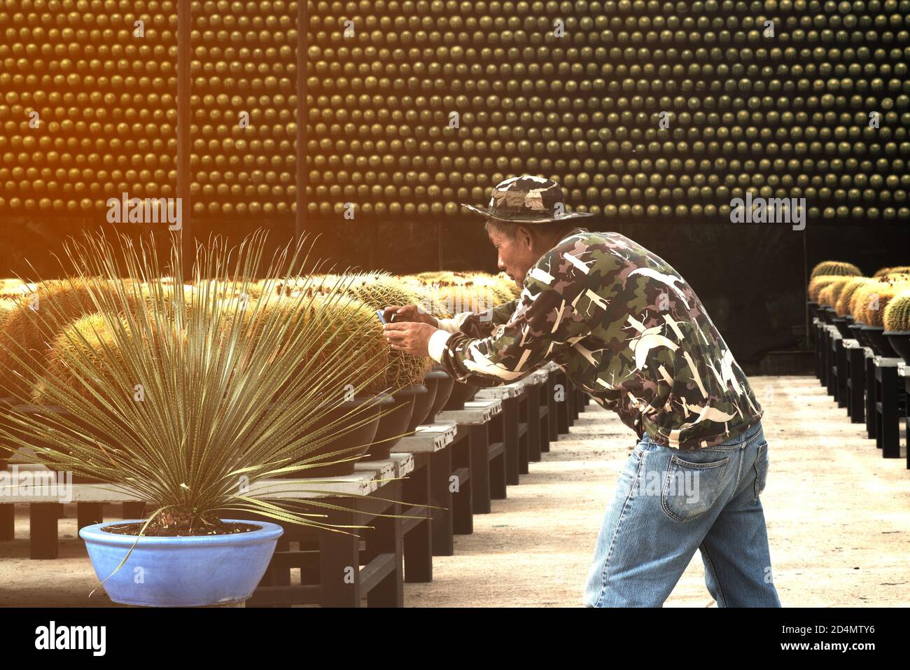 Les fermiers asiatiques âgés hommes qui utilisent un téléphone mobile prendre des photos de plantes de Cactus pour une analyse plus approfondie en laboratoire. Banque D'Images