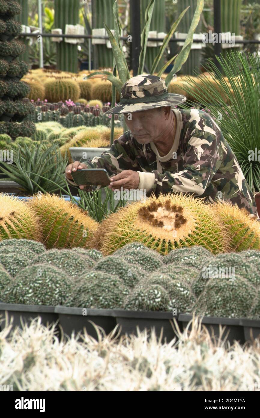 Les fermiers asiatiques âgés hommes qui utilisent un téléphone mobile prendre des photos de plantes de Cactus pour une analyse plus approfondie en laboratoire. Banque D'Images
