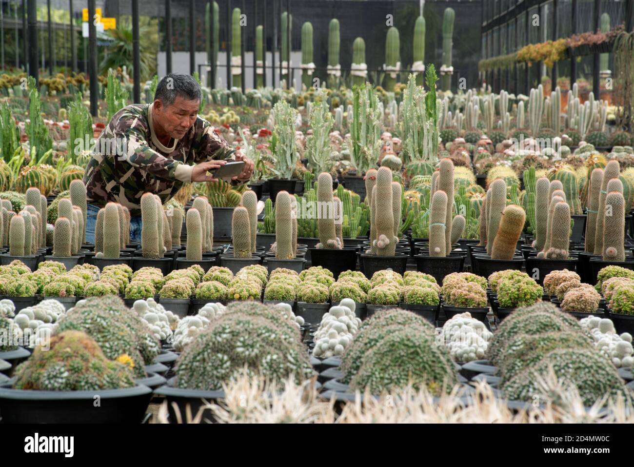 Les fermiers asiatiques âgés hommes qui utilisent un téléphone mobile prendre des photos de plantes de Cactus pour une analyse plus approfondie en laboratoire. Banque D'Images