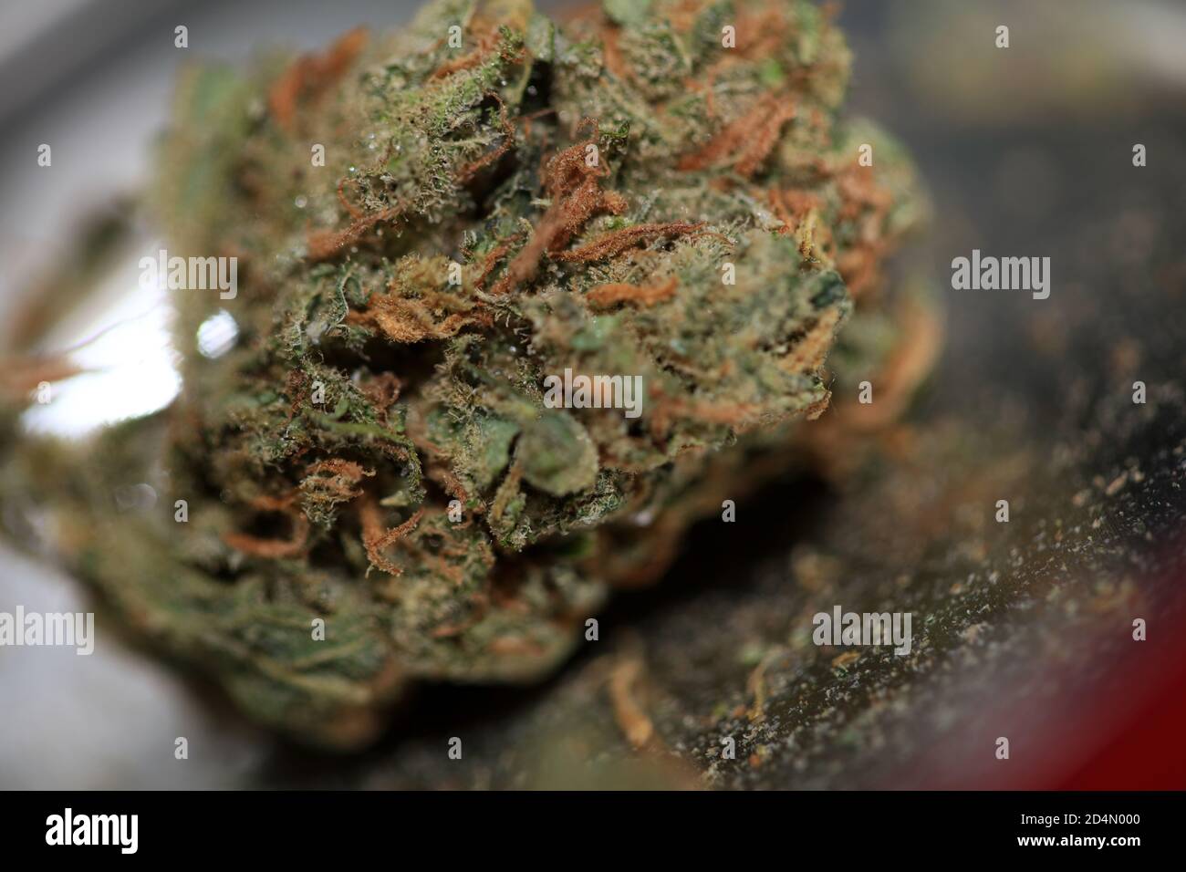 Cannabis bud médecine marihuana super citron haze haute qualité moderne imprimer Banque D'Images