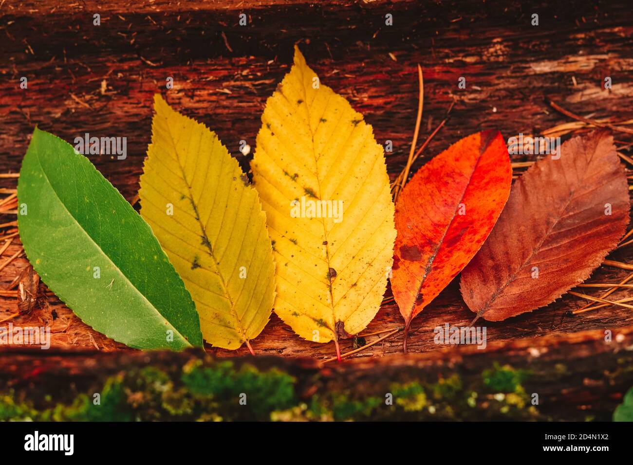 Beauté de la nature de la saison d'automne : concept d'automne des feuilles cycle de vie des feuilles colorées du vert au jaune, du rouge et du brun Banque D'Images