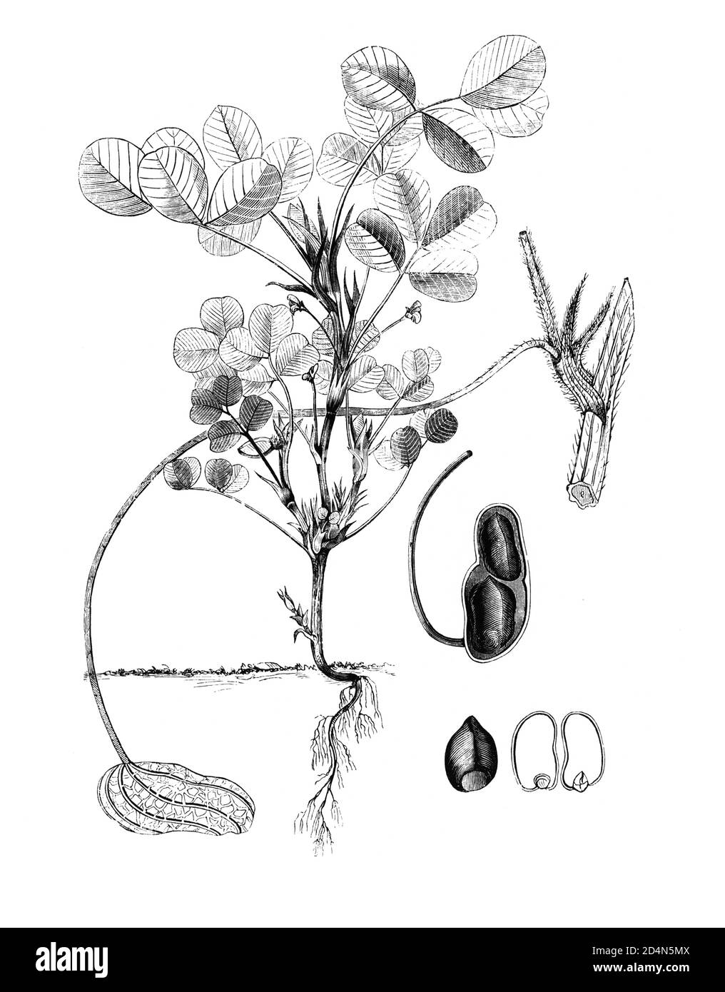 Dessin botanique d'époque de l'arachide, 19th siècle Banque D'Images