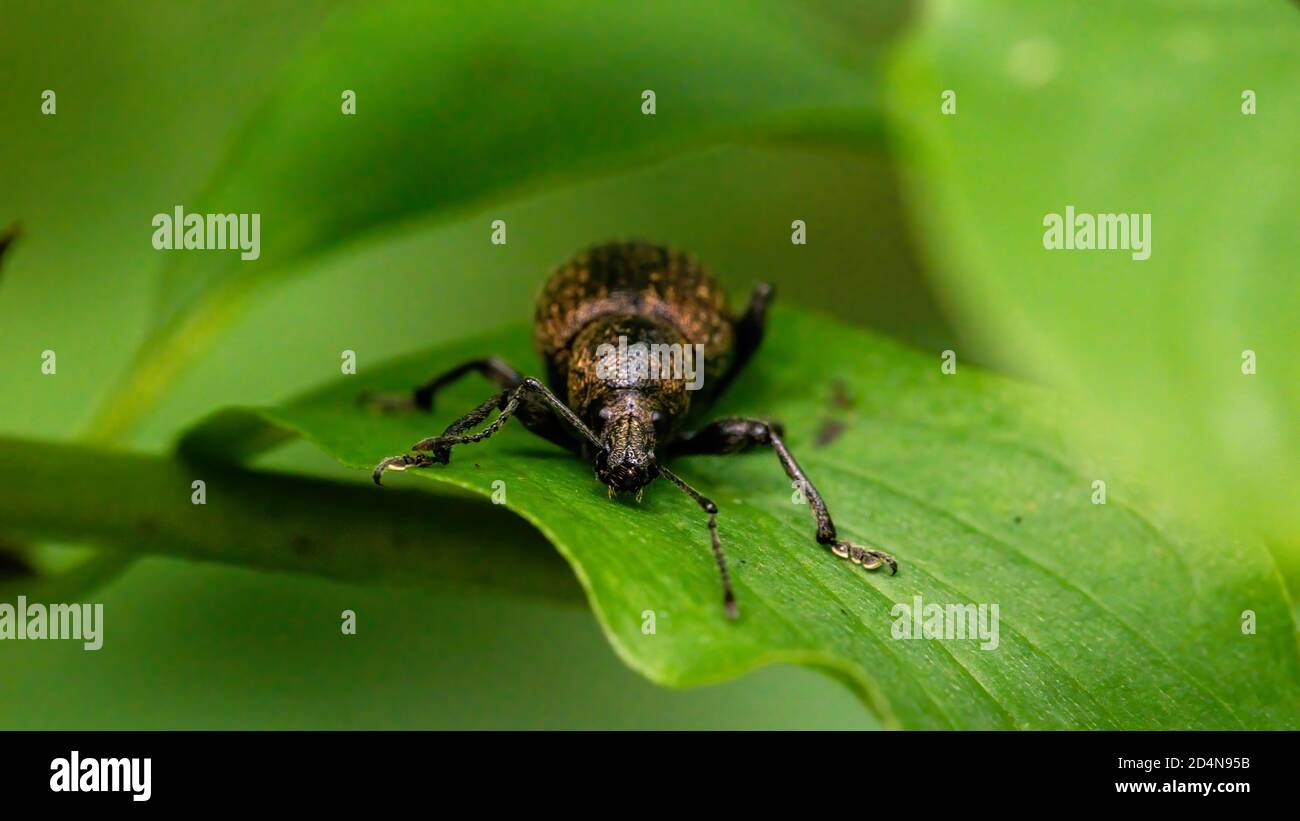 insecta, fliege, makro, natur, blatt, vert, blairé, käfer, tier, ravageurs Banque D'Images
