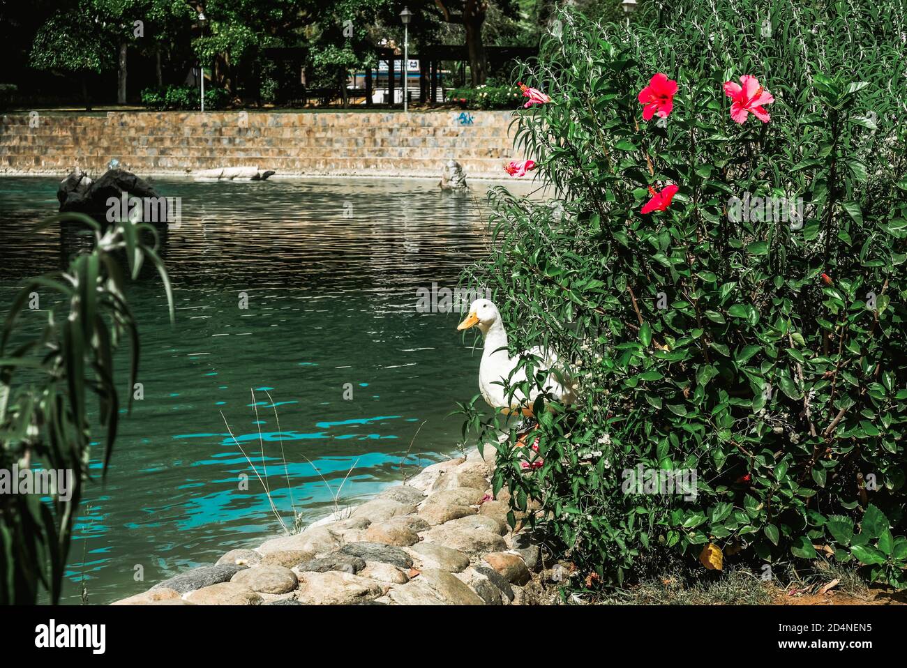 Canard blanc surprise donnant sur l'arrière de la brousse. Comportement naturel d'un canard de pékin. Repéré près d'un magnifique étang d'eau dans un parc de Marbella Banque D'Images