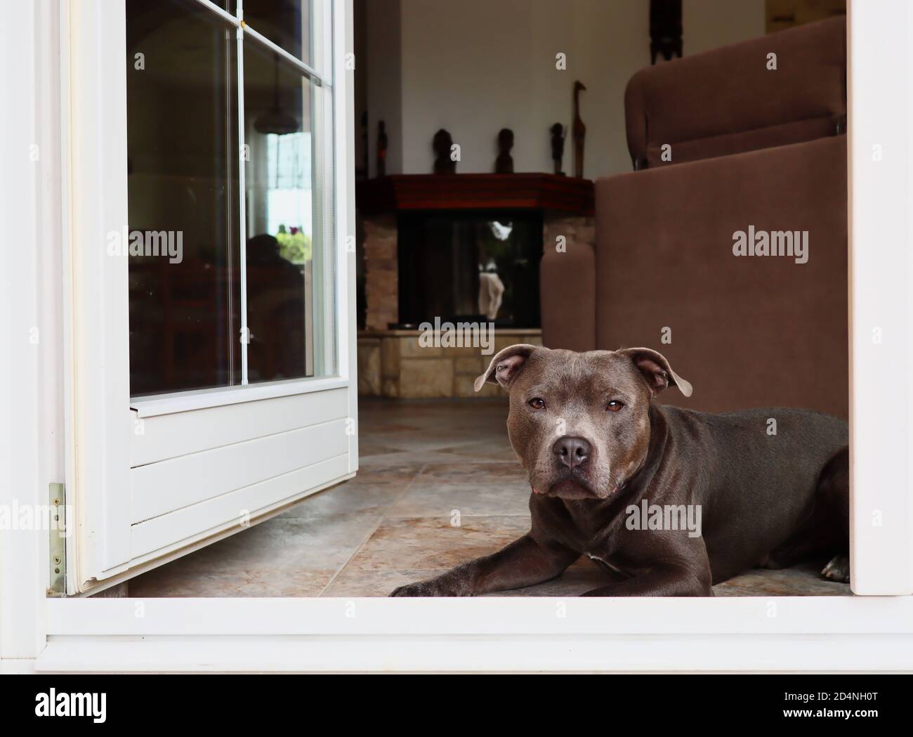 English Staffordshire Bull Terrier couché à l'intérieur devant la porte. La Staffy bleue est située dans la salle de séjour et donne sur l'extérieur. Banque D'Images
