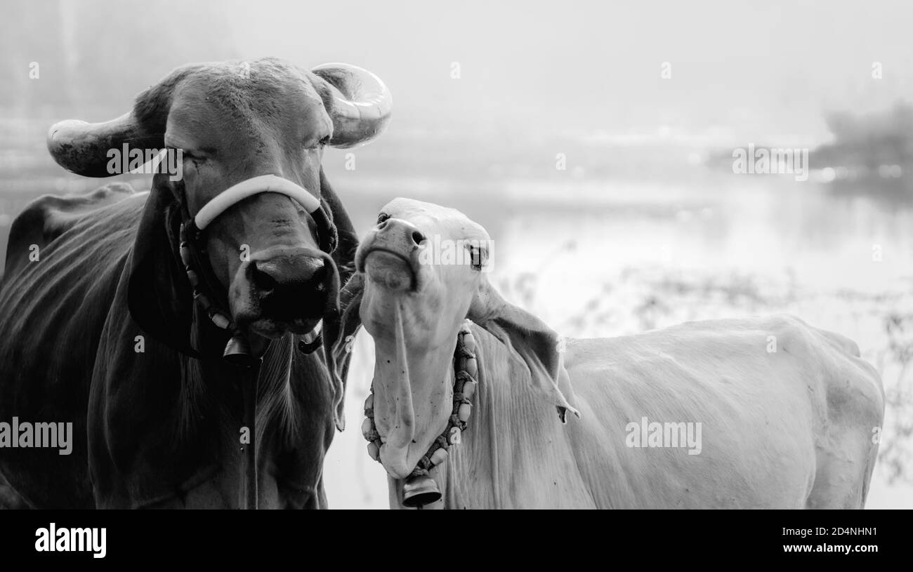 Une mère de vache et son veau Banque D'Images
