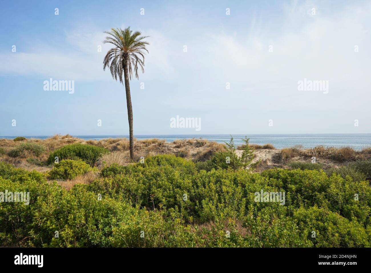 Végétation de dunes de sable Costal protégée à Calahonda, Costa del sol, Andalousie, Espagne. Banque D'Images