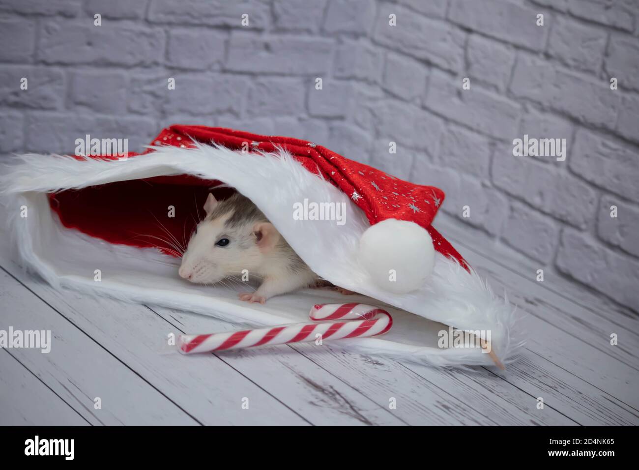 Un petit rat mignon décoratif est assis dans un chapeau rouge du nouvel an. À proximité se trouve une canne à sucre. Gros plan d'un rongeur. Banque D'Images