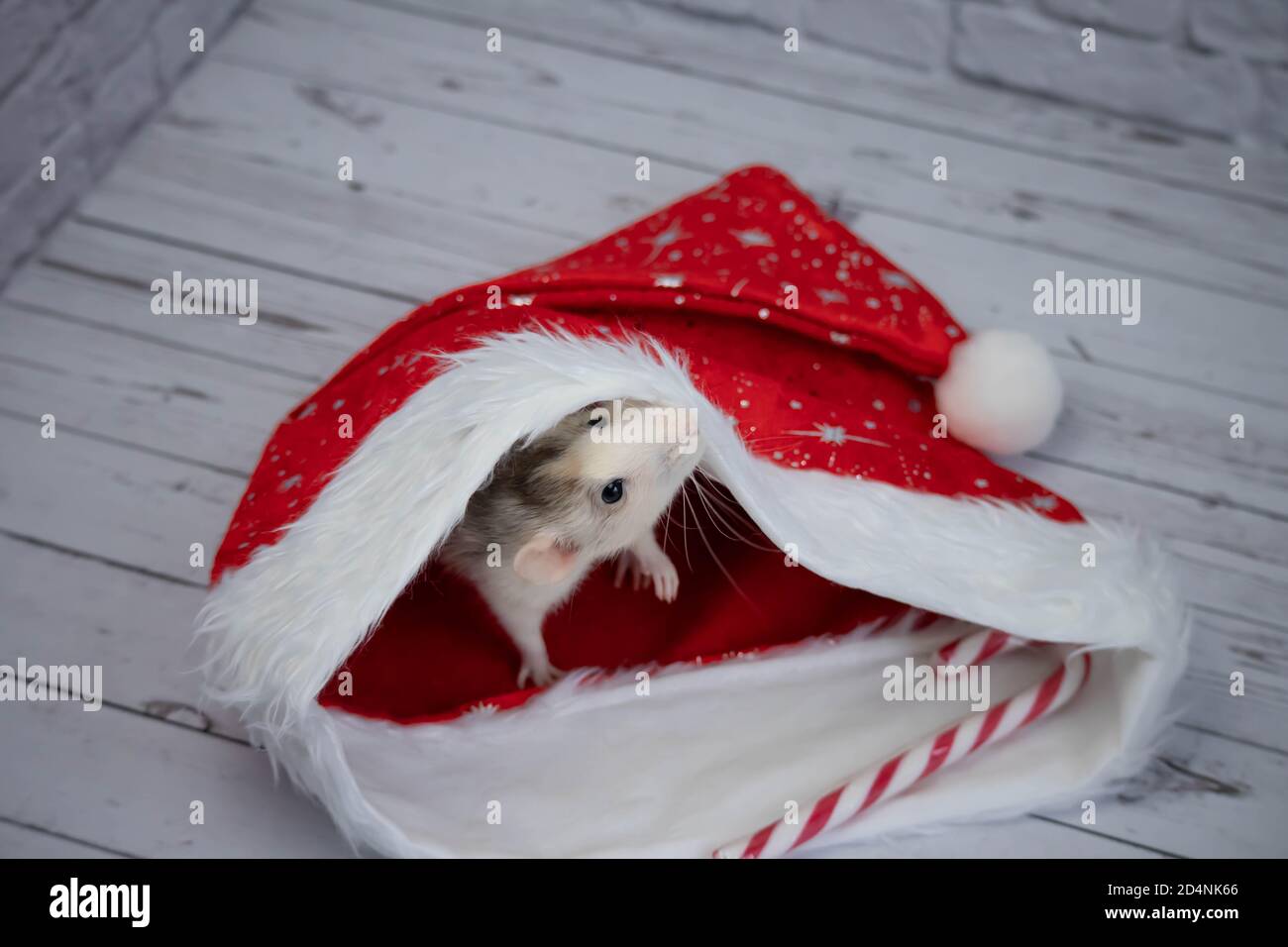 Un petit rat mignon décoratif est assis dans un chapeau rouge du nouvel an. À proximité se trouve une canne à sucre. Gros plan d'un rongeur. Banque D'Images
