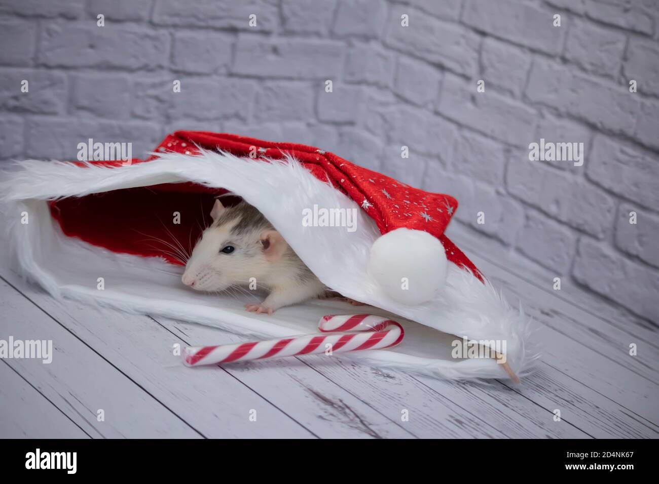 Un petit rat mignon décoratif est assis dans un chapeau rouge du nouvel an. À proximité se trouve une canne à sucre. Gros plan d'un rongeur. Banque D'Images
