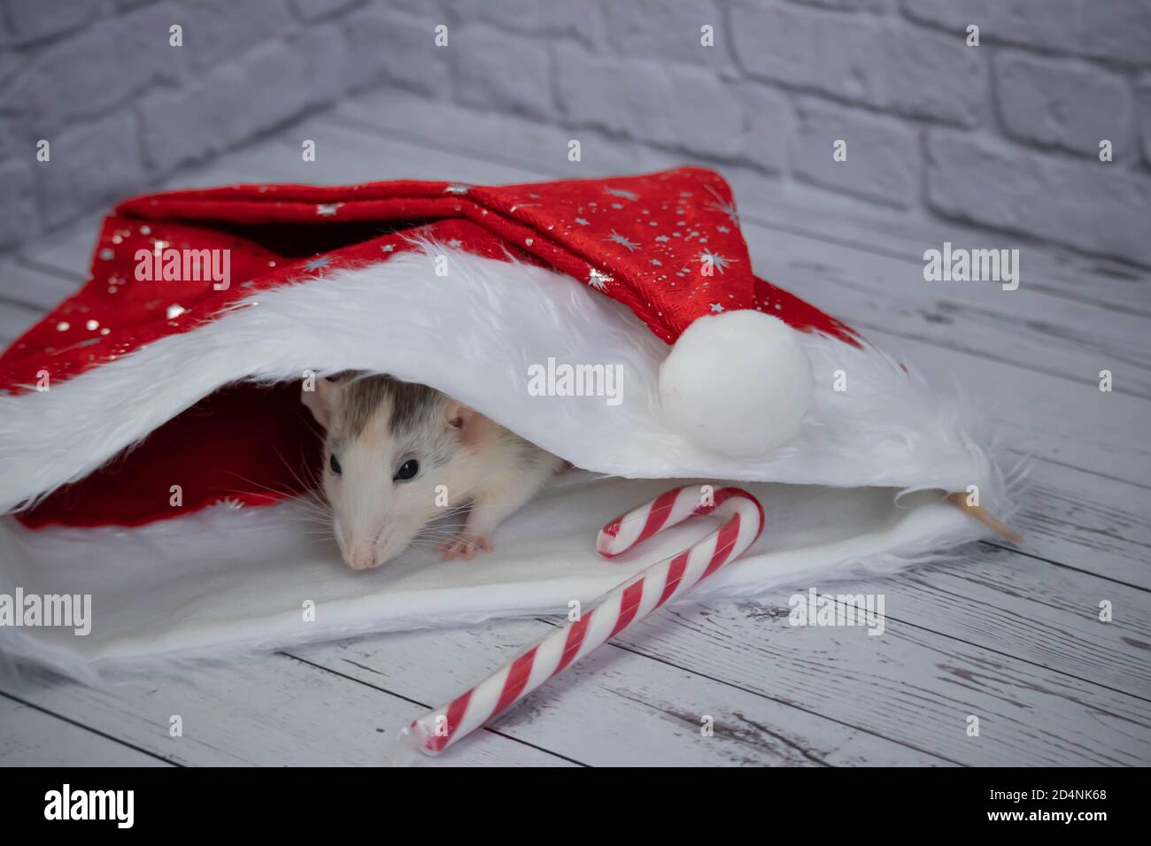 Un petit rat mignon décoratif est assis dans un chapeau rouge du nouvel an. À proximité se trouve une canne à sucre. Gros plan d'un rongeur. Banque D'Images