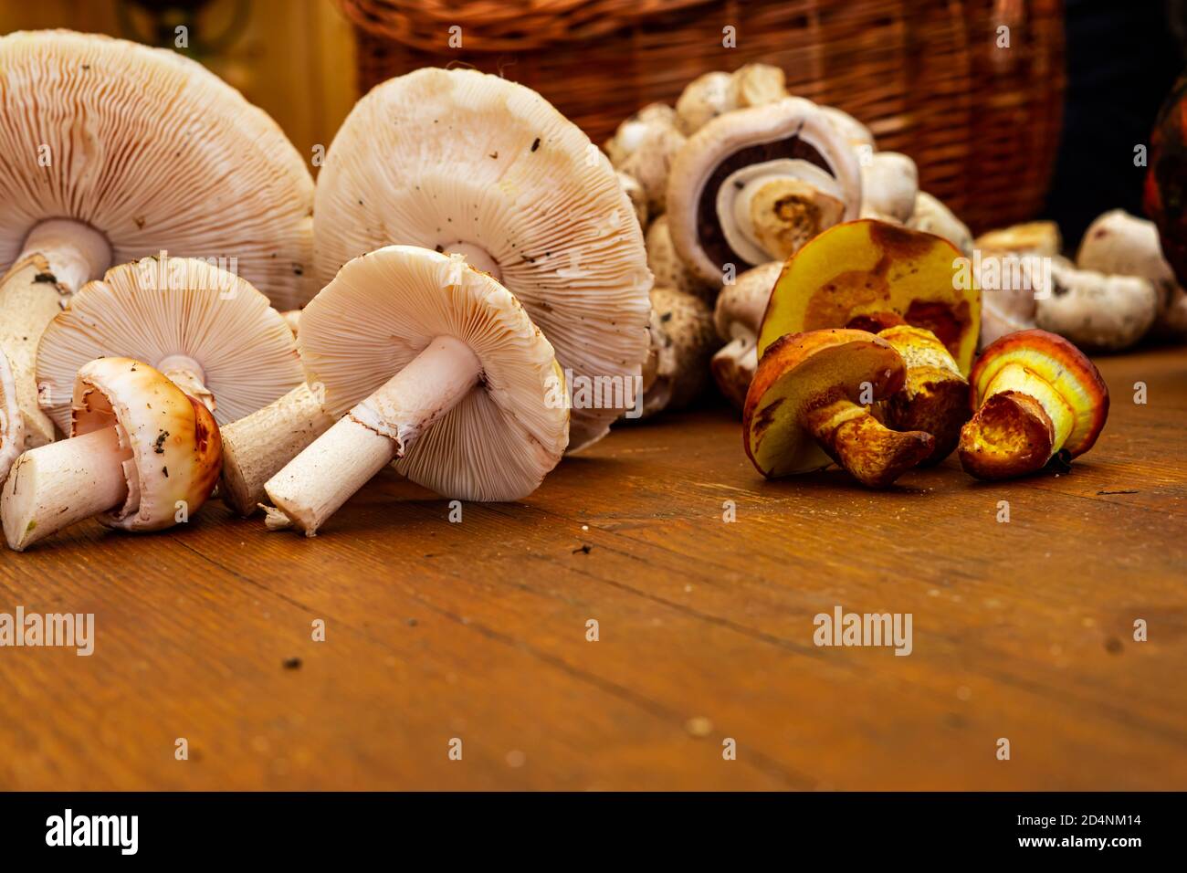 Divers champignons Banque D'Images