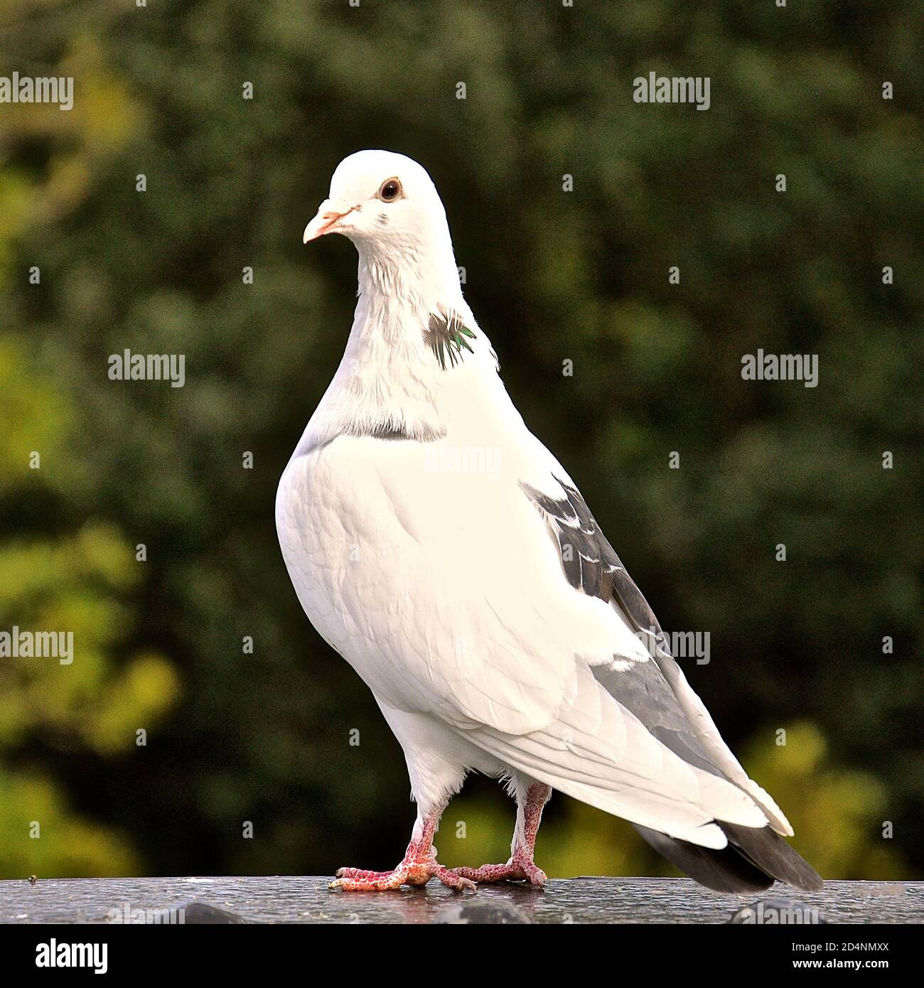 Vue rapprochée d'un pigeon blanc avec une coloration grise sur les extrémités des ailes. Banque D'Images