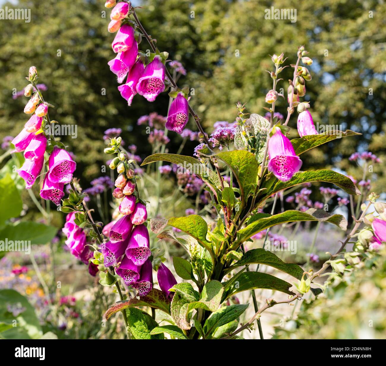 Purple Foxgloves dans un jardin de campagne anglais Banque D'Images