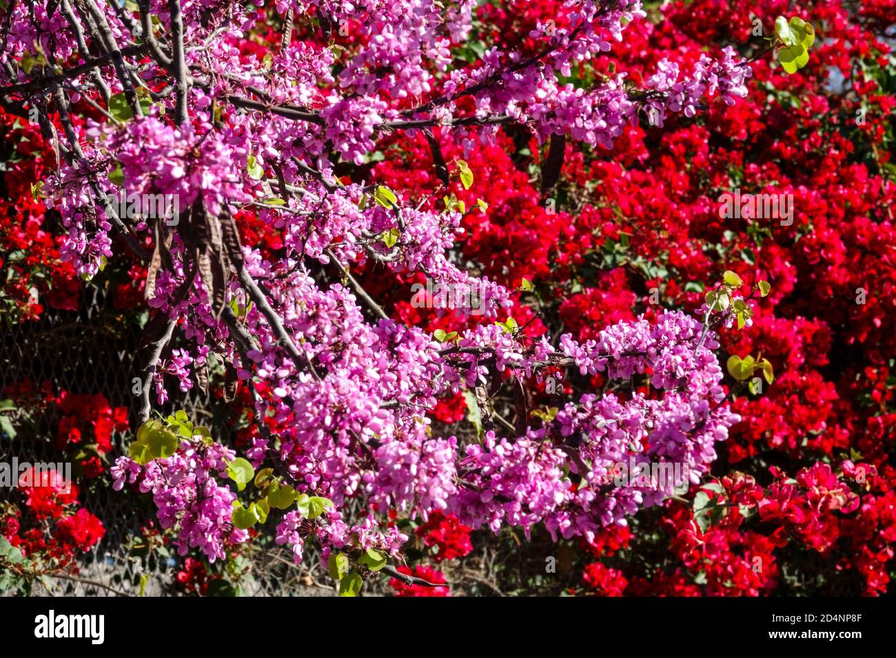 Fleurs rouges violettes arbre Judas Cerdis siliquastrum Bougainvillea rouge Espagne Banque D'Images