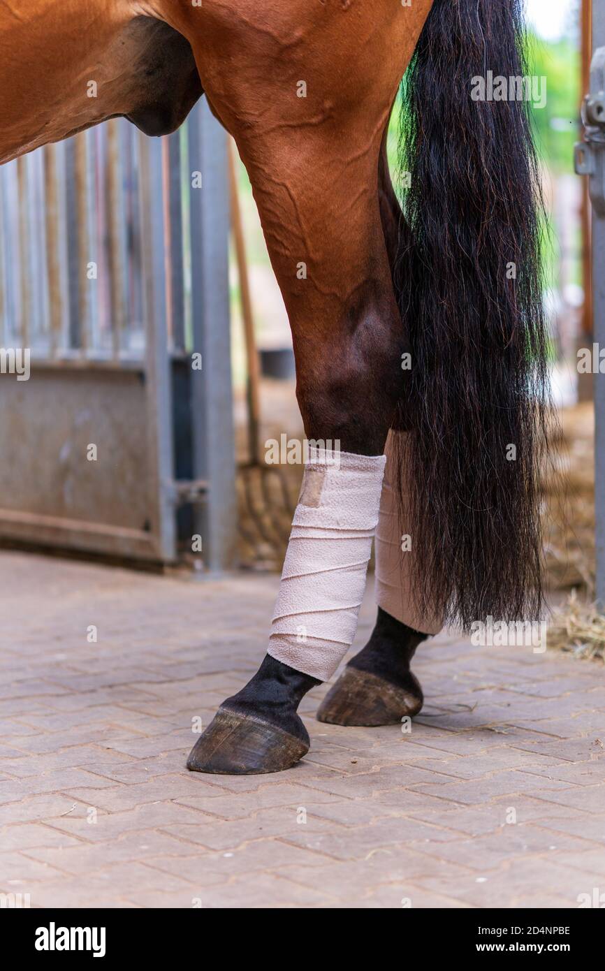 Gros plan de jambes de cheval avec bandages blancs dans un stable. Concepts de toilettage de cheval, préparation de compétition dans l'équitation de dressage, traitement médical de moi Banque D'Images