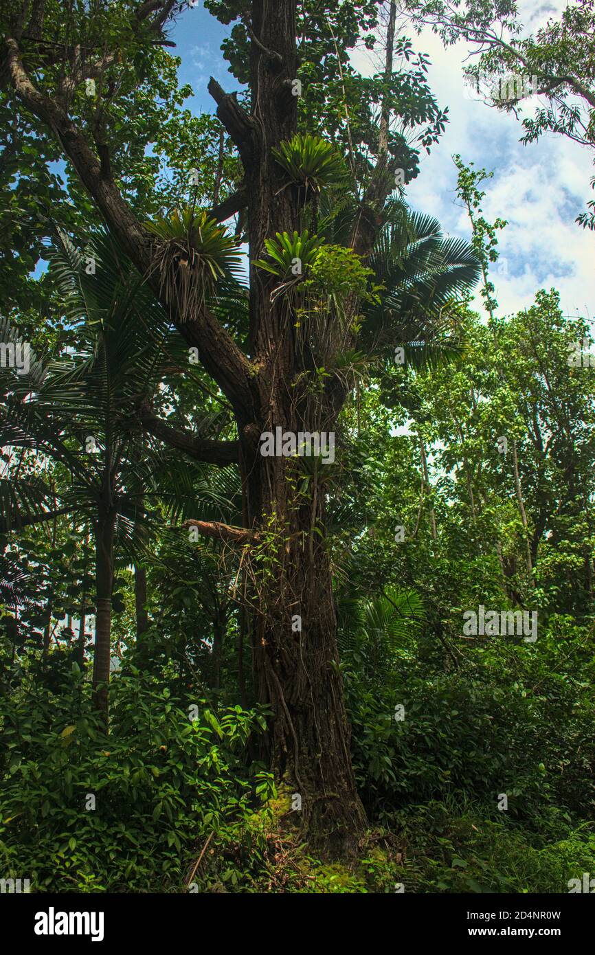 Forêt de Toro Negro, Orocovis, RP Banque D'Images