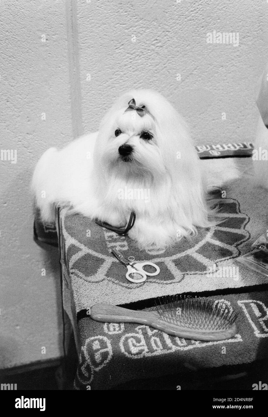 Crufts Dog Show Birmingham Banque D'Images