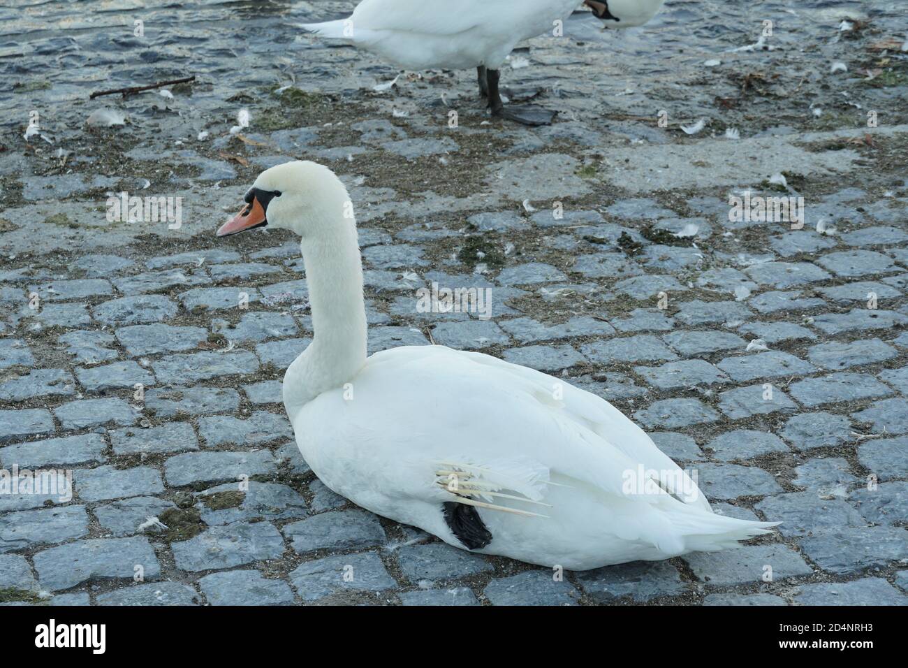 Un cygne assis sur la rive du lac de Zirich en Suisse avec une colonie d'autres cygnes. Sur l'aile gauche, il manque des plumes qui désactivent le vol. Banque D'Images