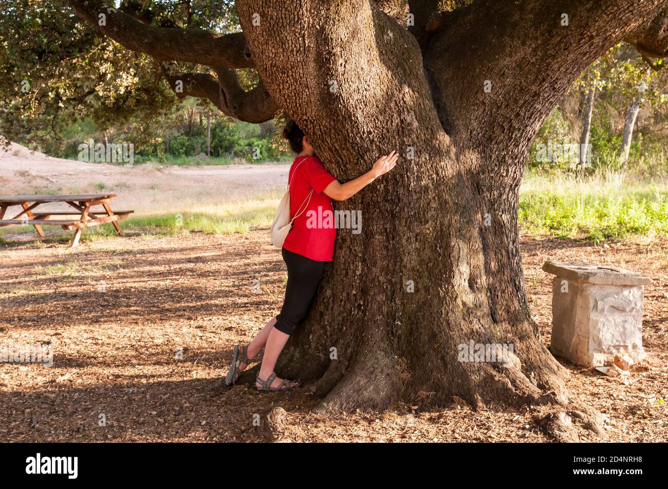 Femme embrassant un arbre, chêne houx, Quercus ilex, Catalogne, Espagne Banque D'Images