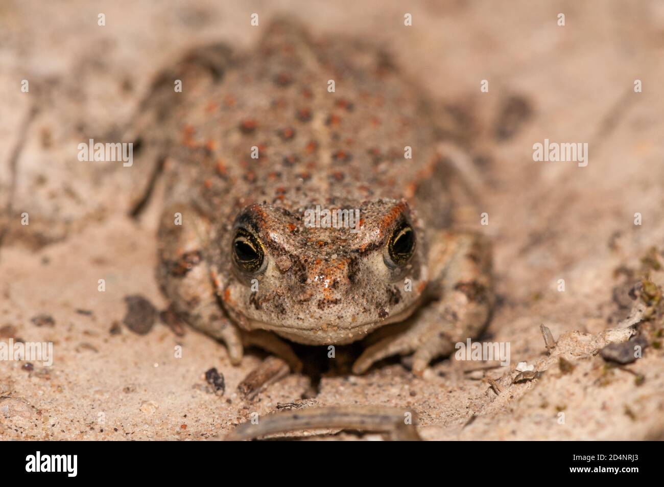 Catterjack toad, Épidalea calamia, sur le terrain, Catalogne, Espagne Banque D'Images