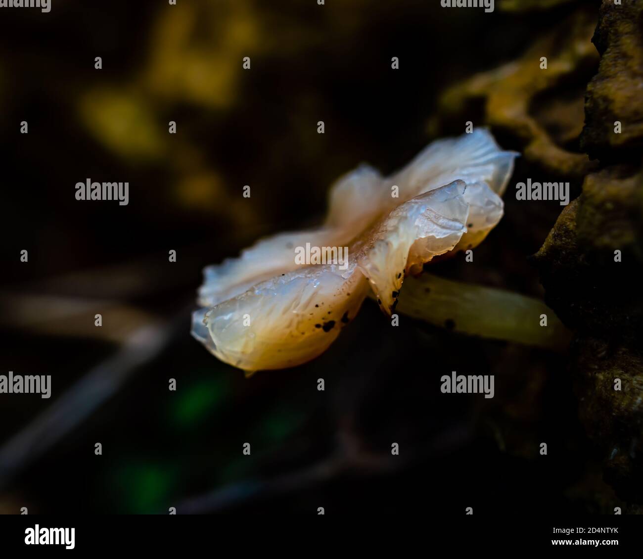 Gros plan d'un champignon blanc crémeux semi-translucide minuscule Banque D'Images