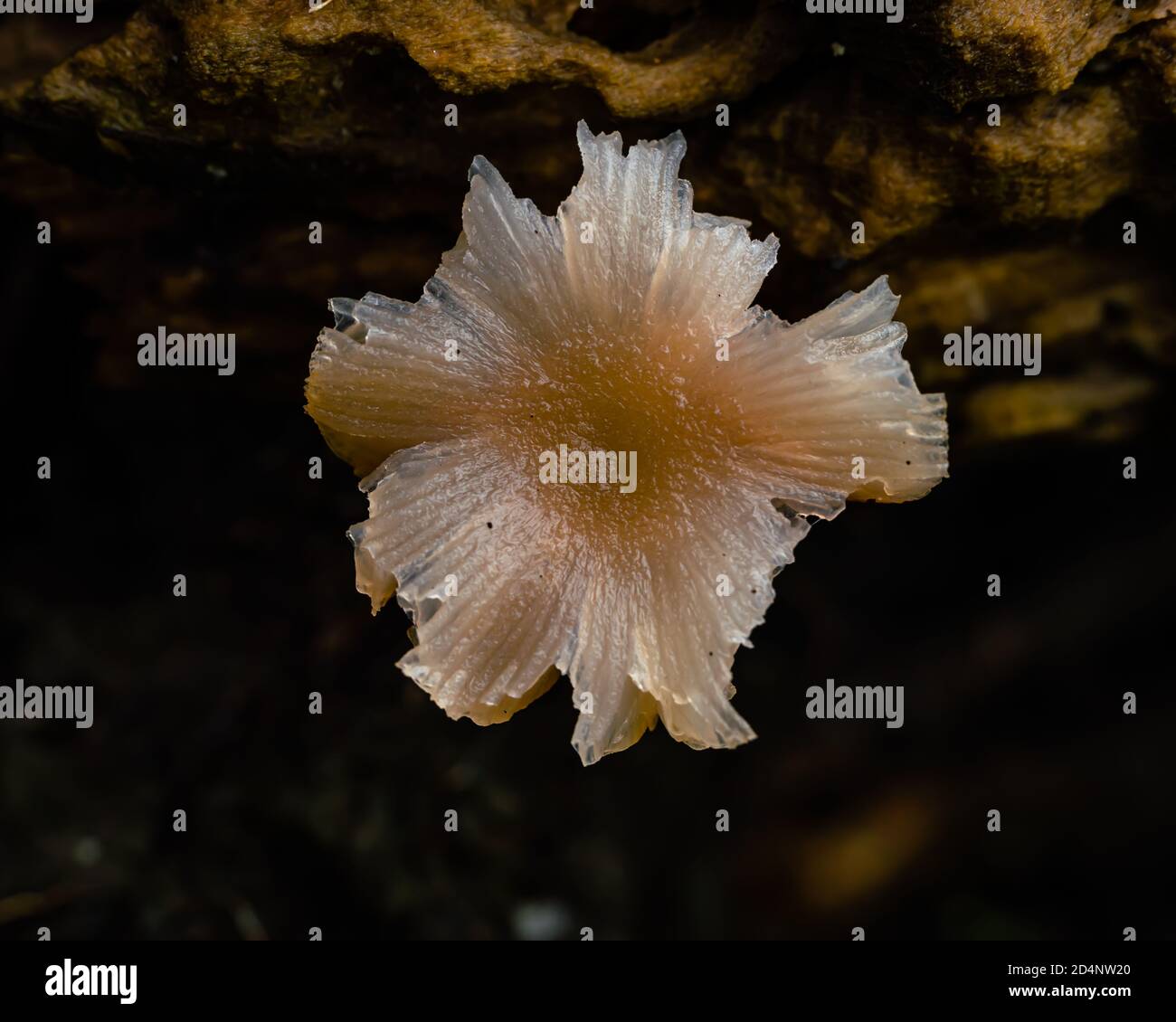 Gros plan d'un champignon blanc crémeux semi-translucide minuscule Banque D'Images