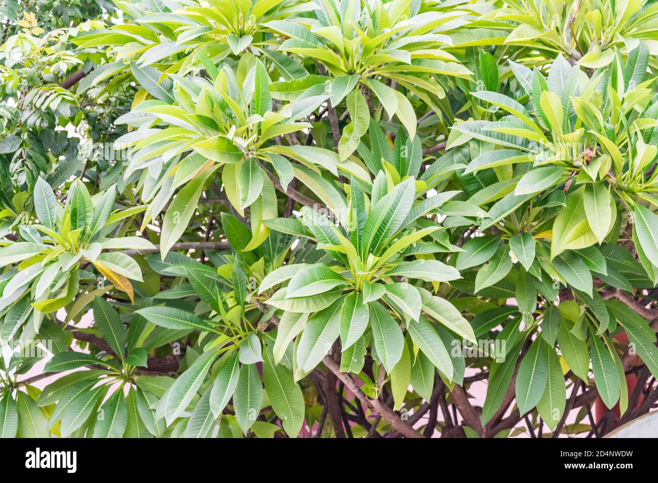 Arbre indien fermer à la magnifique avec des fleurs. Banque D'Images