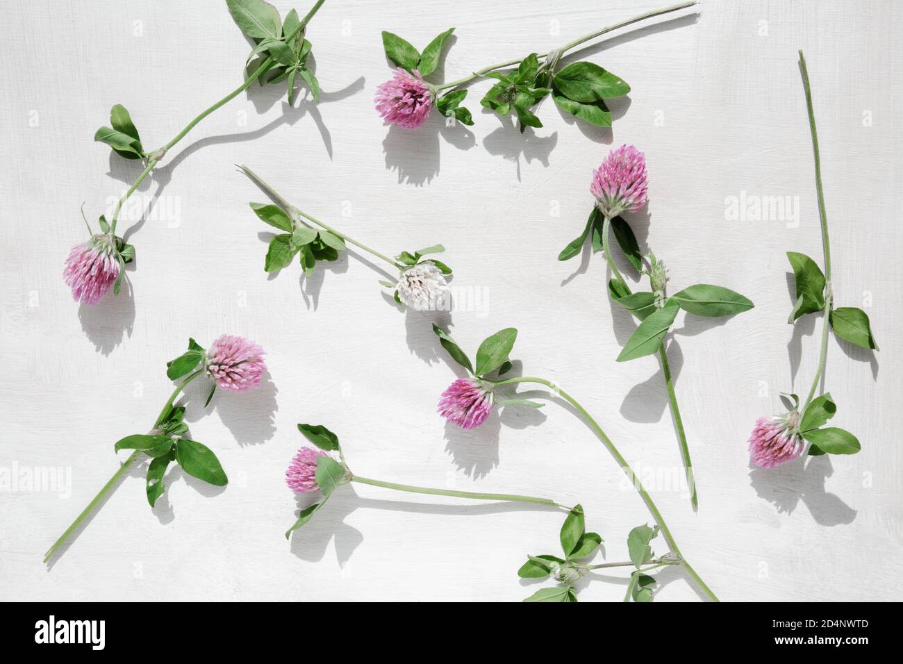 Trèfle rose. Les fleurs de trèfle sur des tiges vertes avec des feuilles sont dispersées sur une surface en bois blanc Banque D'Images