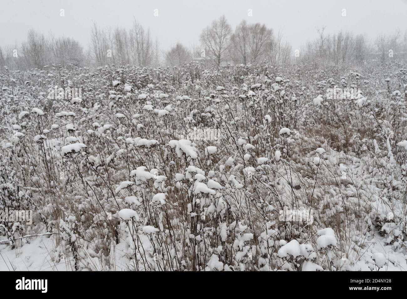 Fond d'hiver. Champ recouvert de neige avec de l'herbe haute sèche Banque D'Images