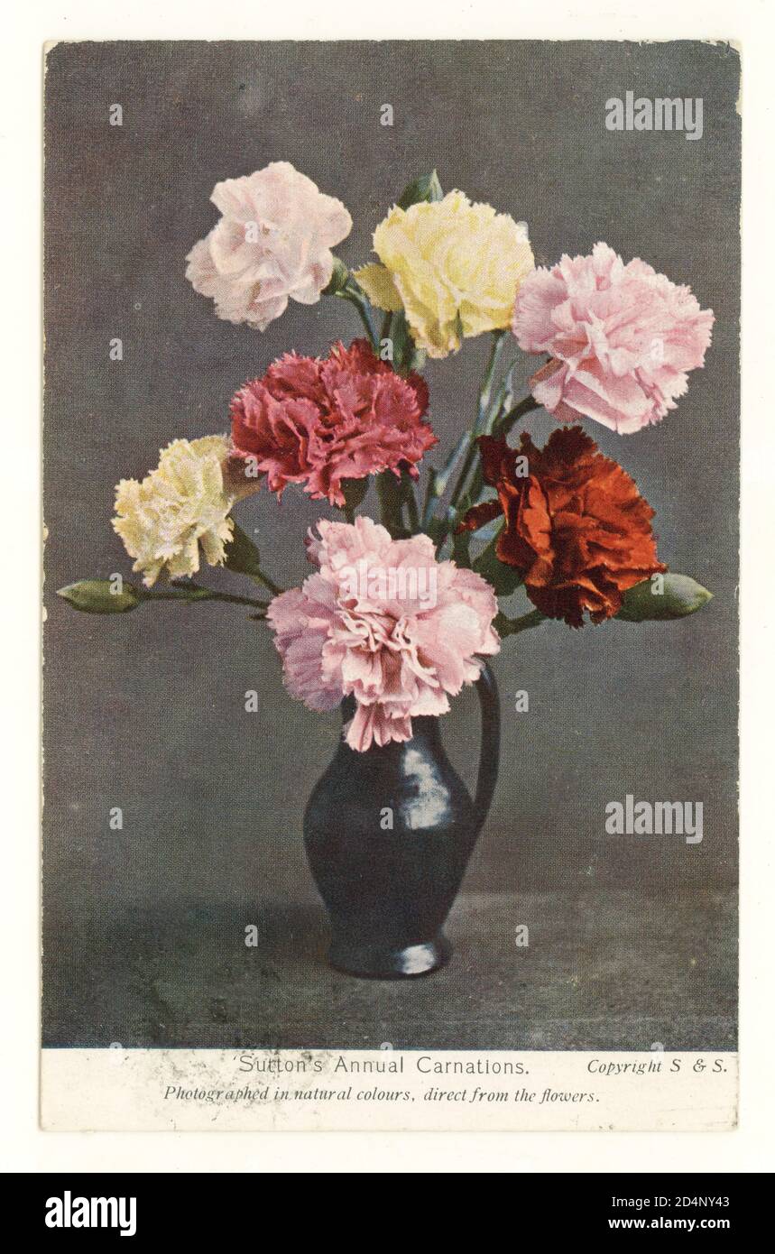 Carte postale promotionnelle Edwardian / carte d'accusé de réception de commande représentant une photographie en couleur (teintée) d'un vase des œillets annuels de Sutton, Sutton Seeds, Reading, Berks. Publié le 5 mars 1910, Royaume-Uni Banque D'Images