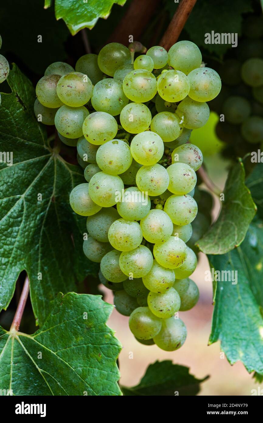 Martin Moran, viticulteur et viticulteur australien/argentin, cueille des raisins Chardonnay dans le vignoble de sa société Morgrelle Wines à Lenswood t. Banque D'Images