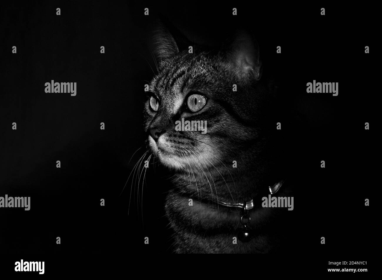 Chat maison attendant sa proie Banque D'Images