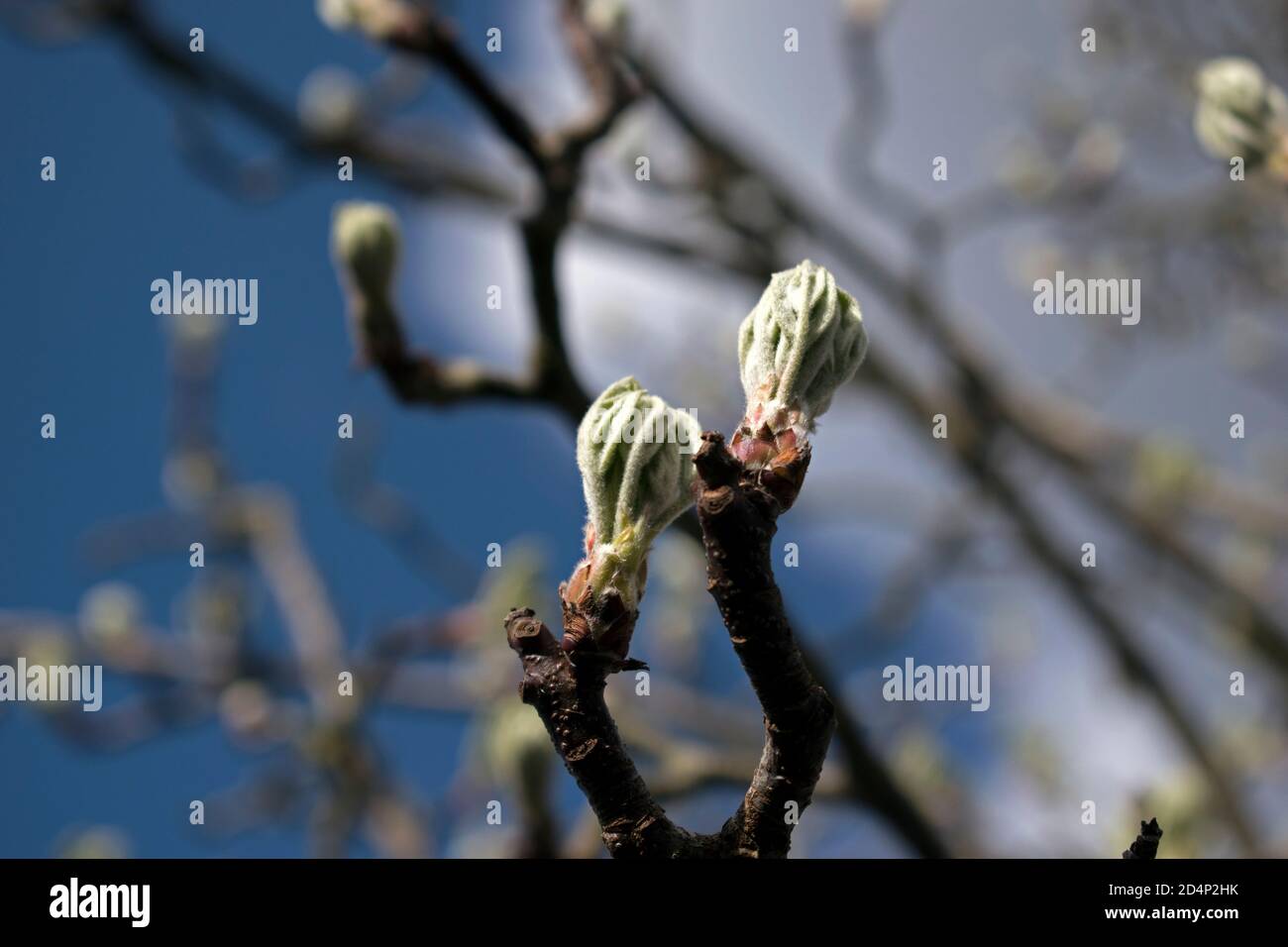 Branche à floraison presque / précoce d'un arbre au printemps Banque D'Images