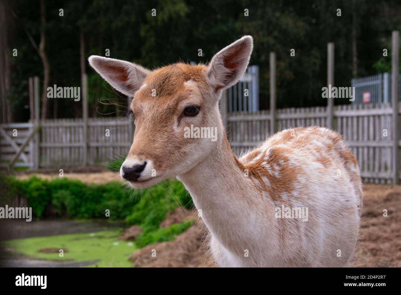 Cerf gros plan, photo a été prise à la ferme pour enfants helderse vallei aux pays-bas. Banque D'Images