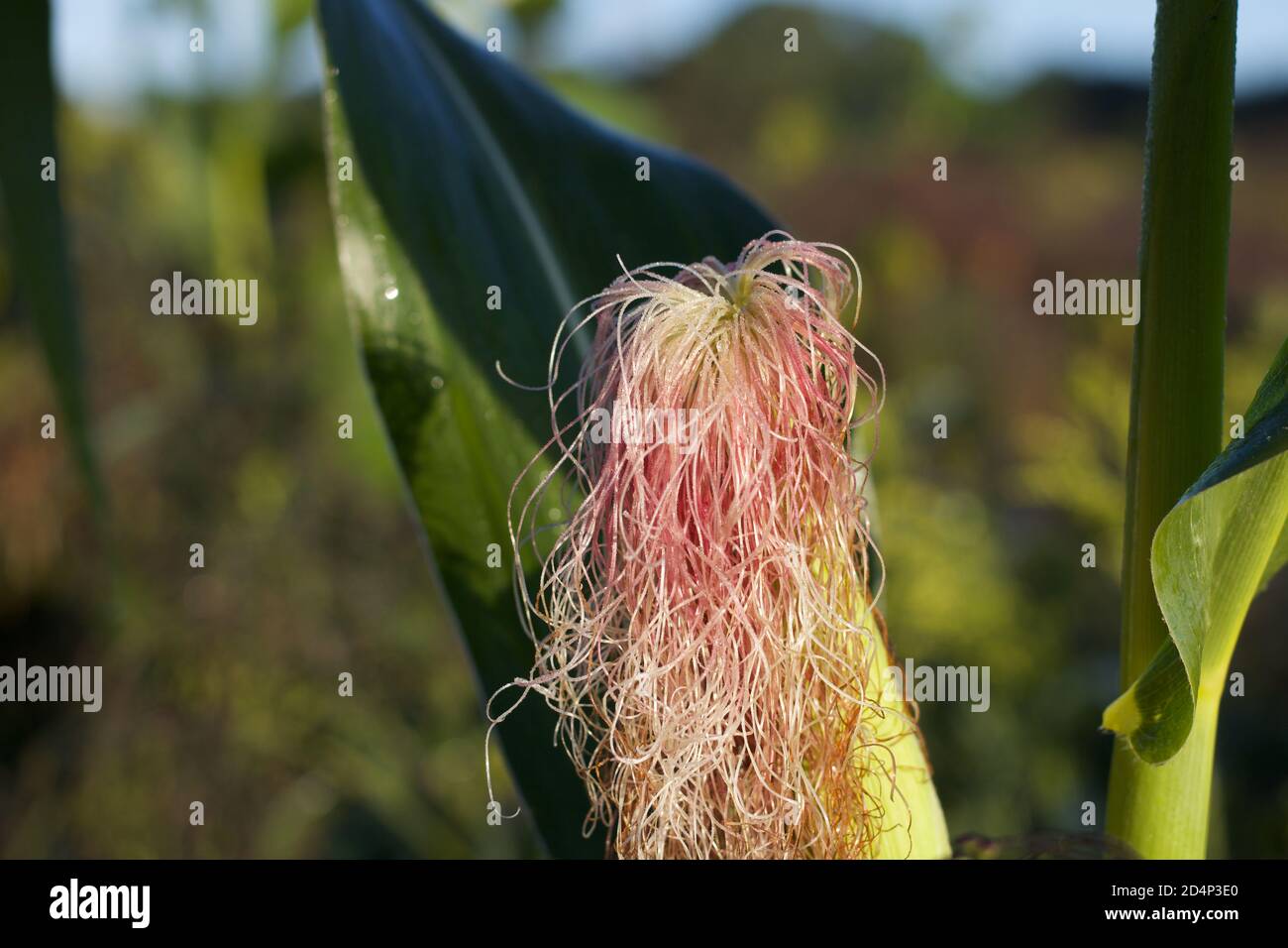 Maïs frais sur l'épi poussant dans le champ prêt pour la récolte Banque D'Images