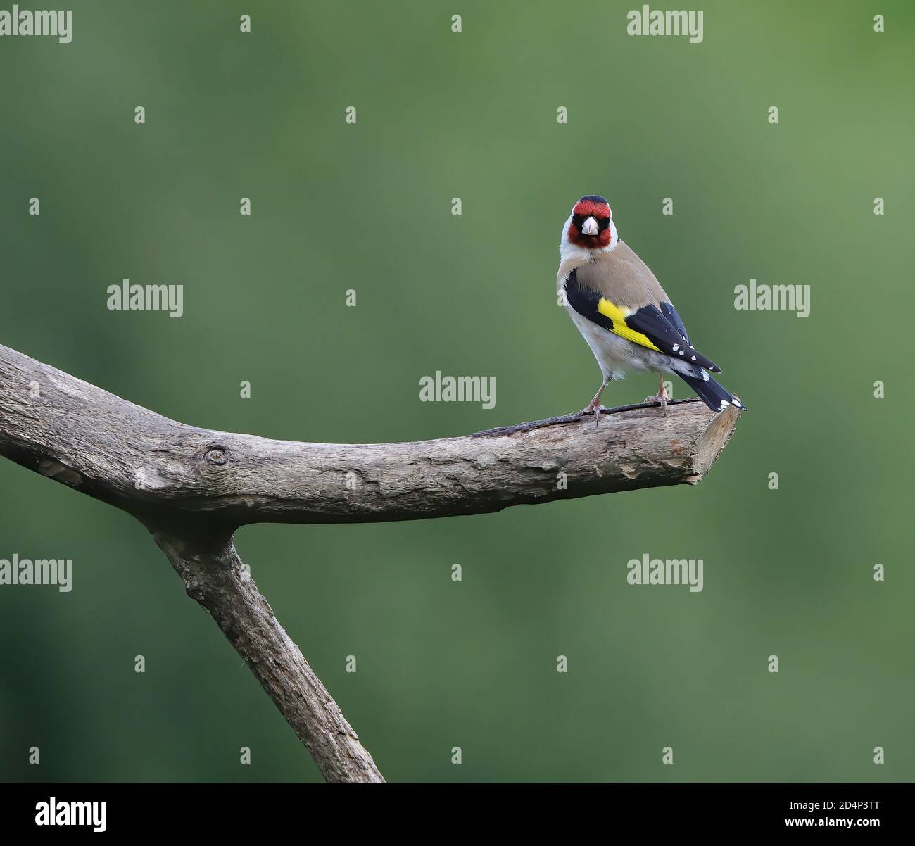 Goldfinch en gros plan Banque D'Images