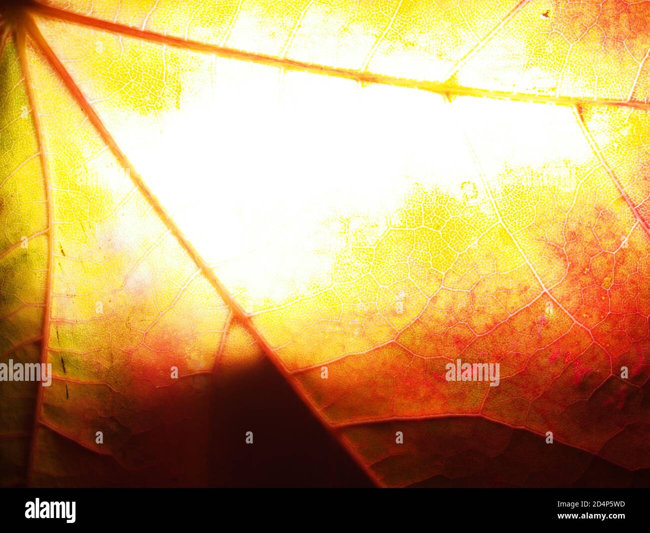 Feuille d'automne tombée dans la lumière. La texture de la feuille de la plante. Mode macro. Banque D'Images