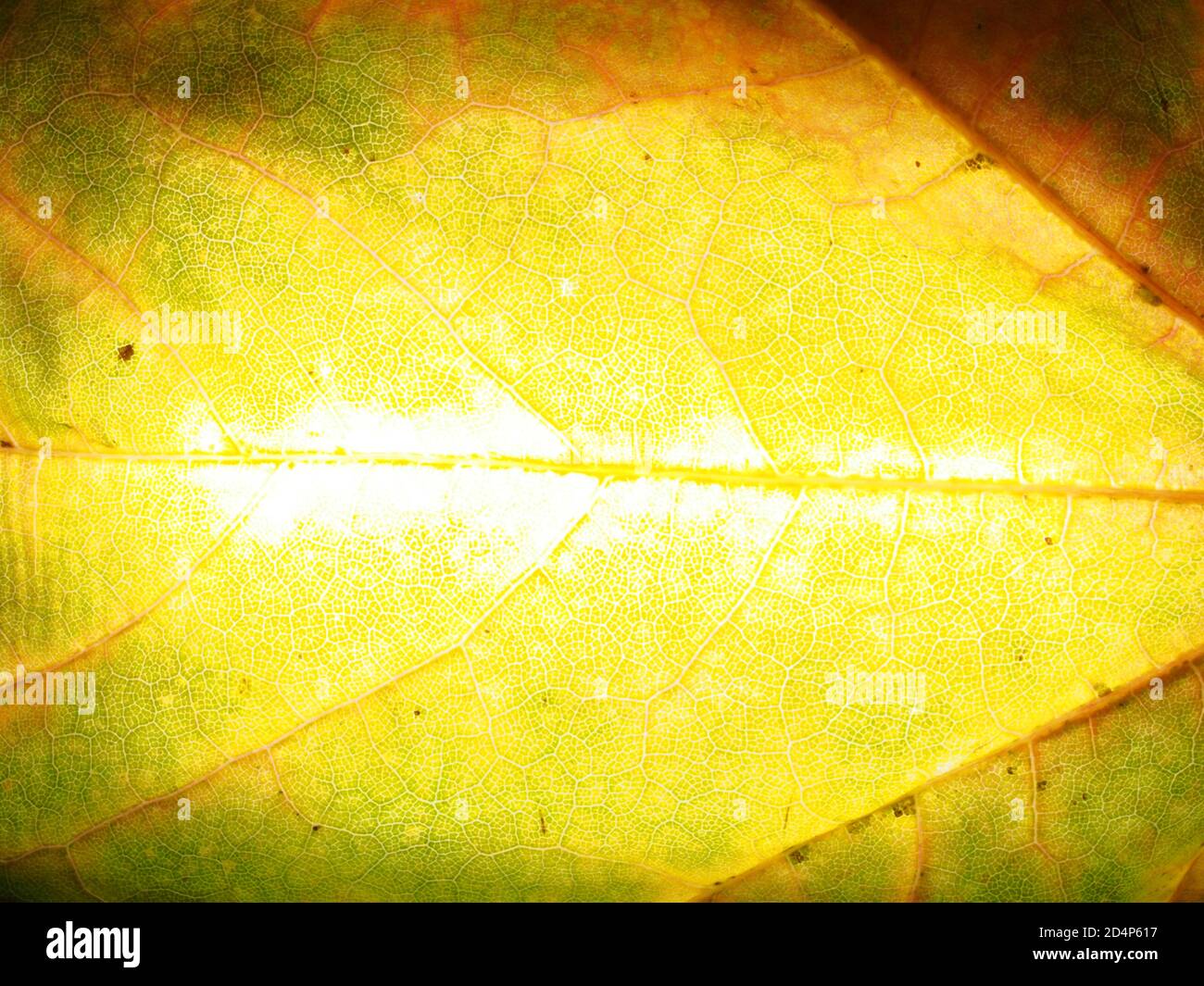 Feuille d'automne tombée dans la lumière. La texture de la feuille de la plante. Mode macro. Banque D'Images