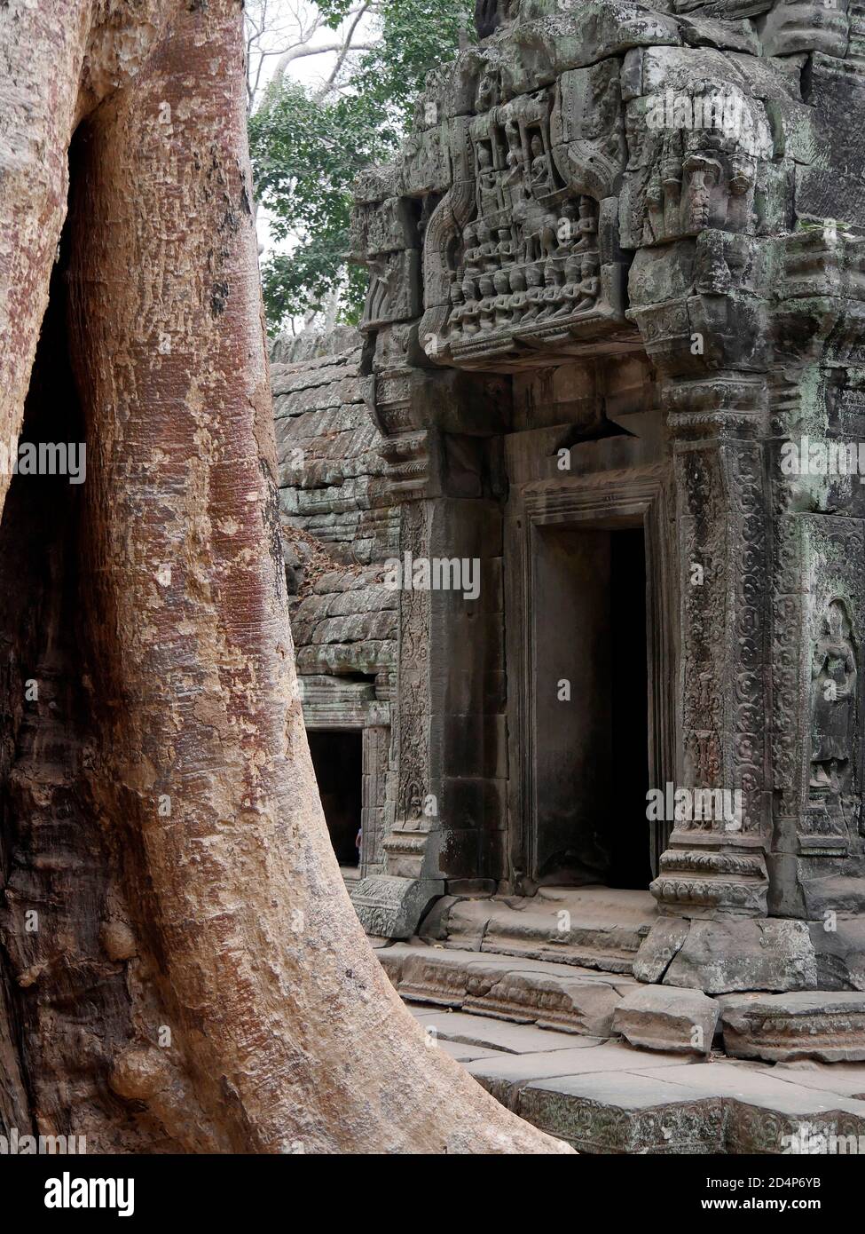 Ruines du temple Ta Prohm, province de Siem Reap, site du complexe du temple d'Angkor classé au patrimoine mondial par l'UNESCO en 1192, construit en 1186 par le roi Jayavarma Banque D'Images