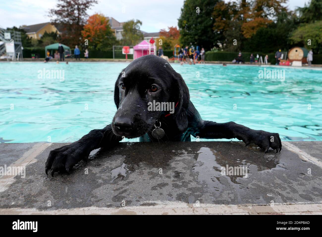 Cheltenham, Royaume-Uni. 10 octobre 2020. Puppy Toby, 4 mois 