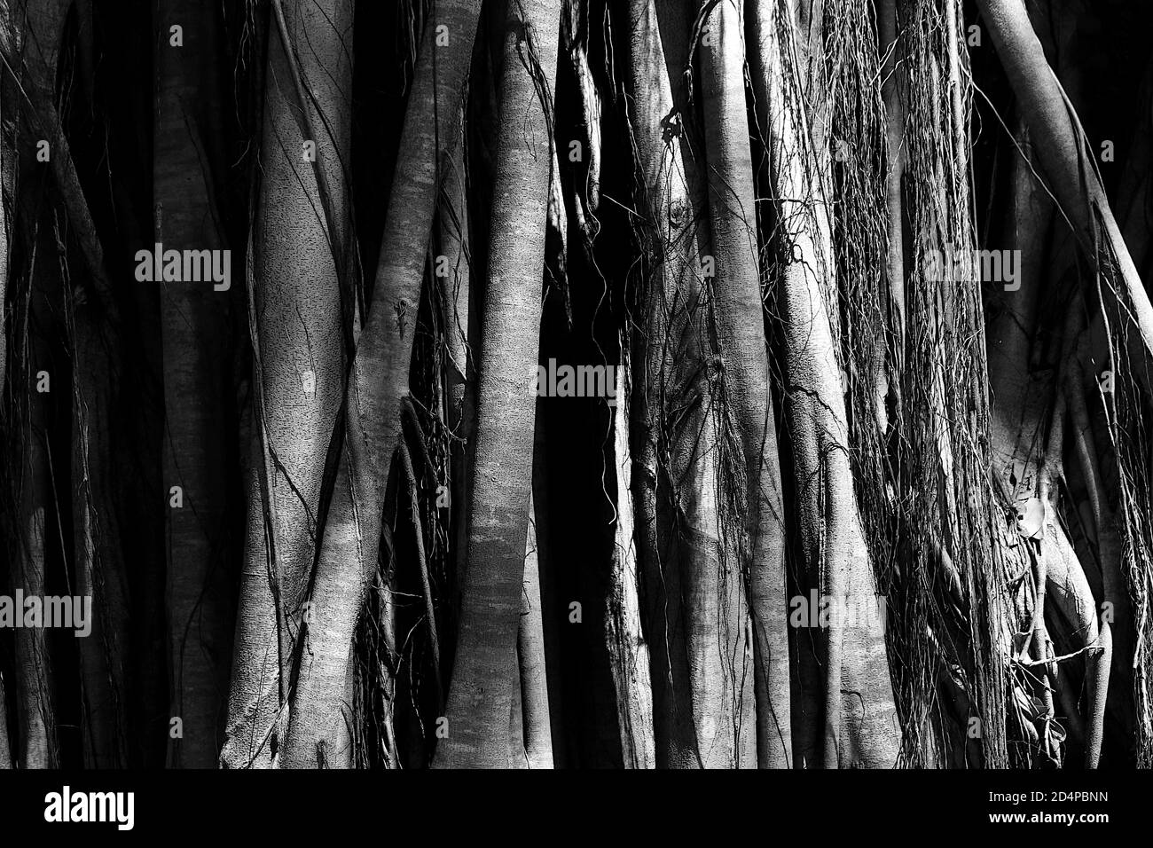 Une image en noir et blanc. C'est une base de banyan Tree. Idéal pour un papier peint. Banque D'Images