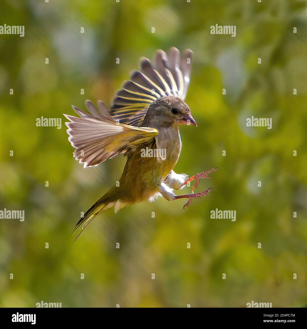 Chaffinch en vol en vol en vol stationnaire avec les jambes à l'avant Banque D'Images