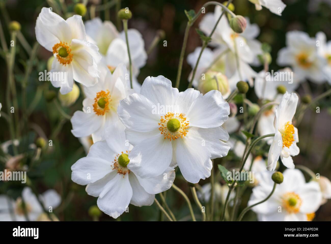 Anémone japonaise blanche Honorine Jobert dans le jardin d'automne Banque D'Images