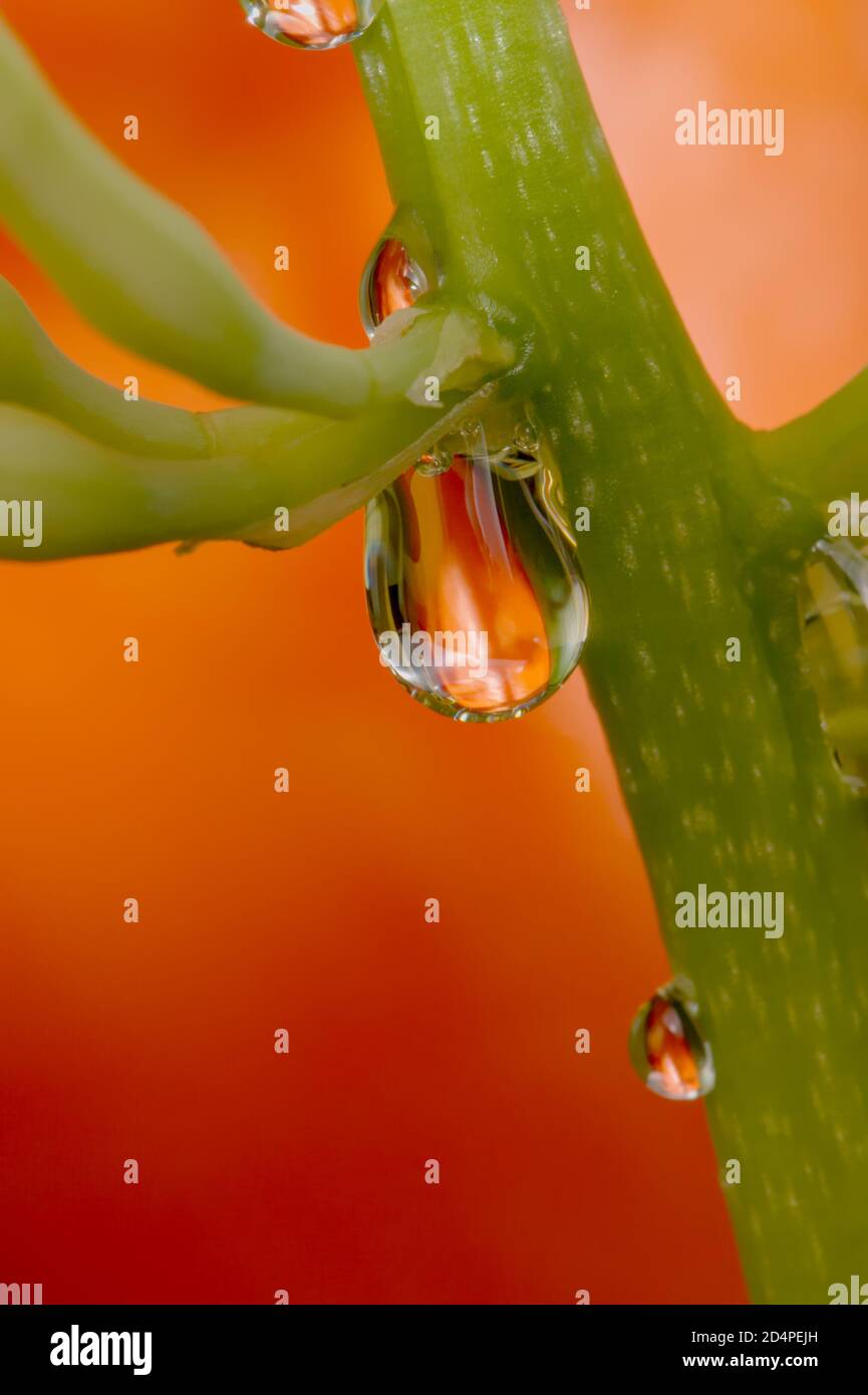 Macro d'UNE goutte de Nectar de la fleur d'UNE mère en lois langue, Dracaena trifasciata, plante sur un fond orange Royaume-Uni Banque D'Images