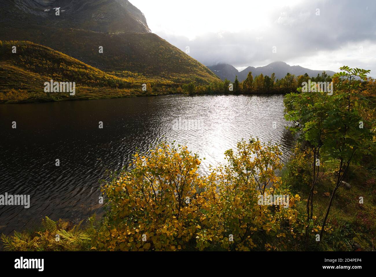 Scène près du village de Rekvik dans l'île de Kvaloya, Troms, Norvège Banque D'Images