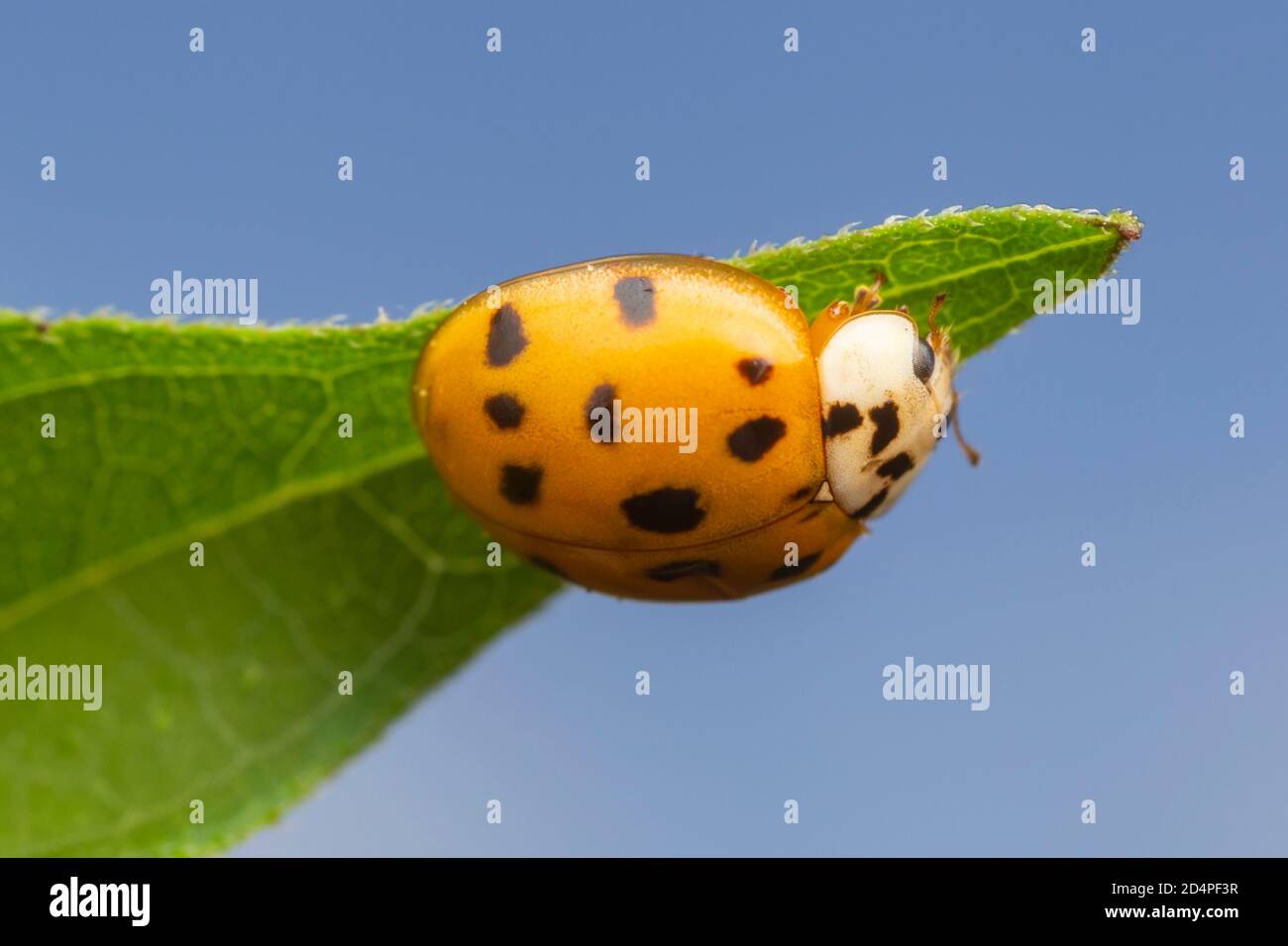 Coccinelle Asiatique Multicolore Banque D Image Et Photos Alamy