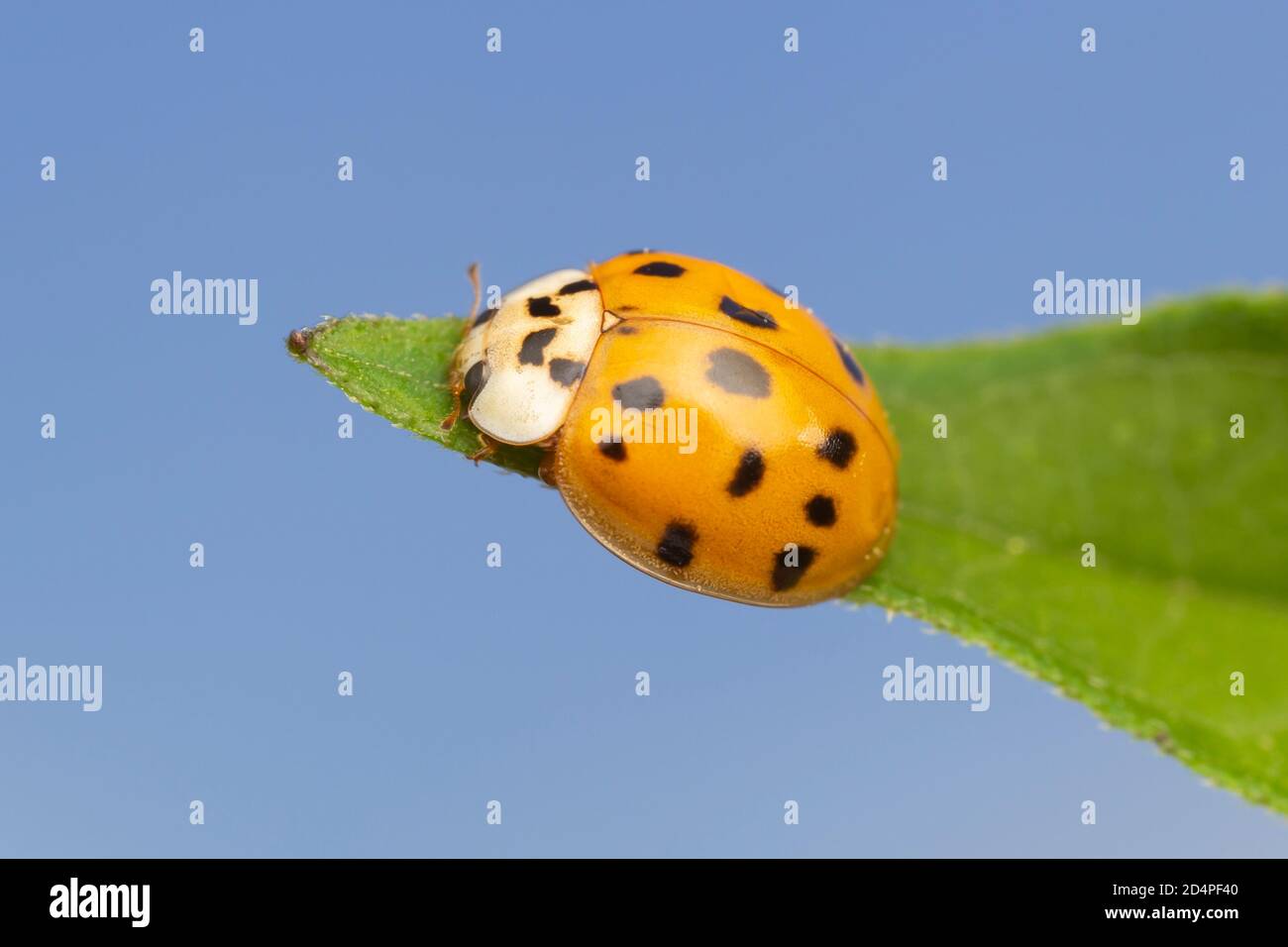Coccinelle Asiatique Multicolore Banque D Image Et Photos Alamy Coccinelle Asiatique Multicolore Banque D Image Et Photos Alamy